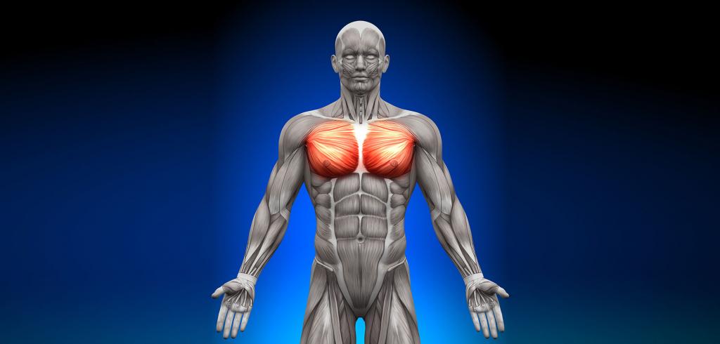 Упражнения для большой грудной мышцы