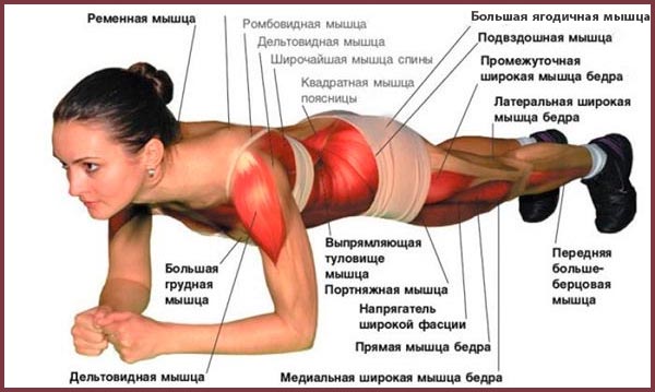 какие мышцы работают в планке
