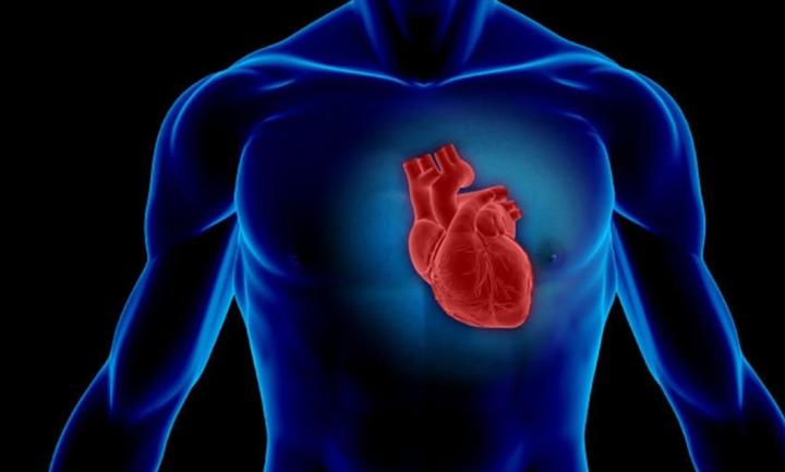 Влияние стероидов на сердце
