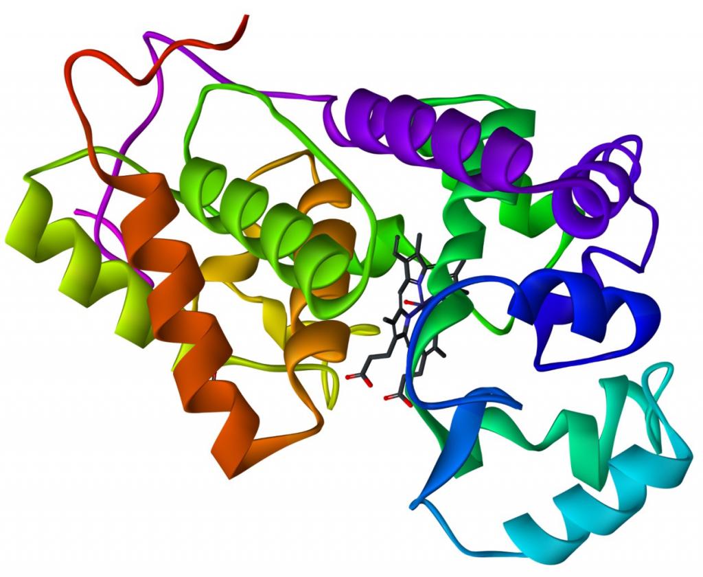 Строение молекулы белка