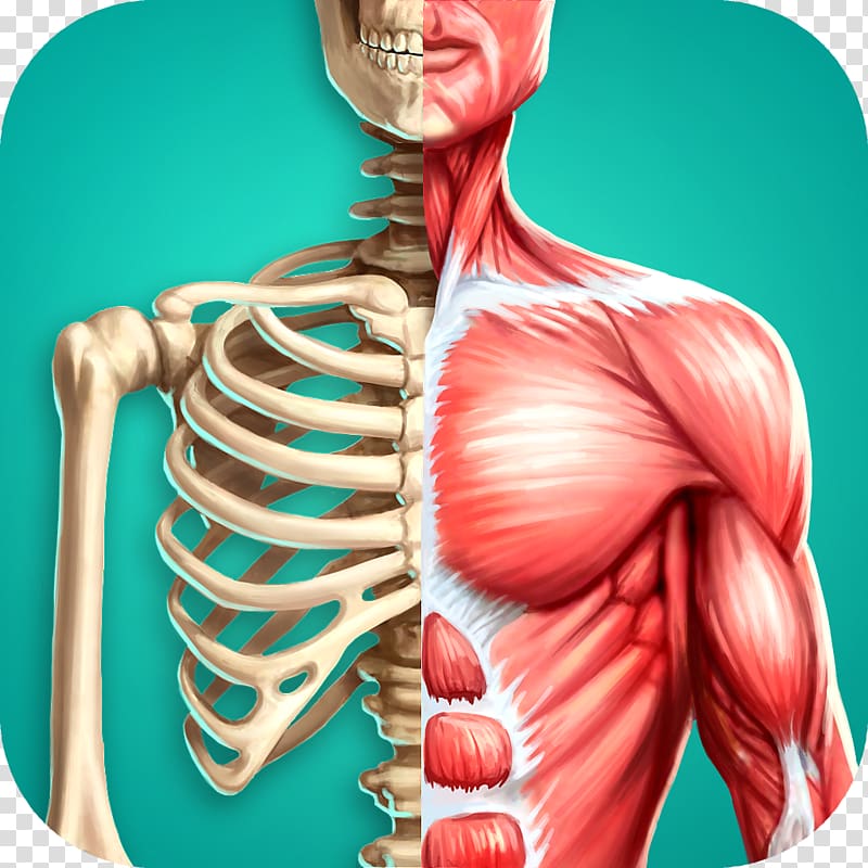 Скелетная и мышечная система