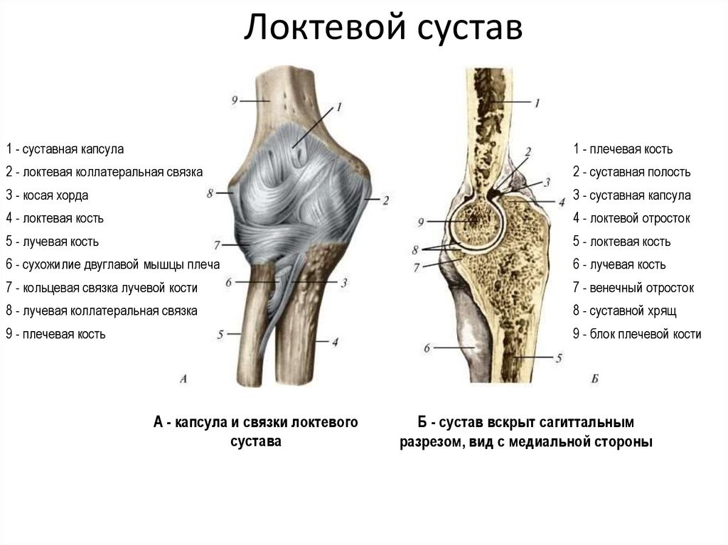 Локтевой мыщелок. Локтевой сустав анатомия строение функции мышцы. Соединение костей верхних конечностей локтевой сустав. Локтевой сустав строение таблица. Локоть строение связок костей.