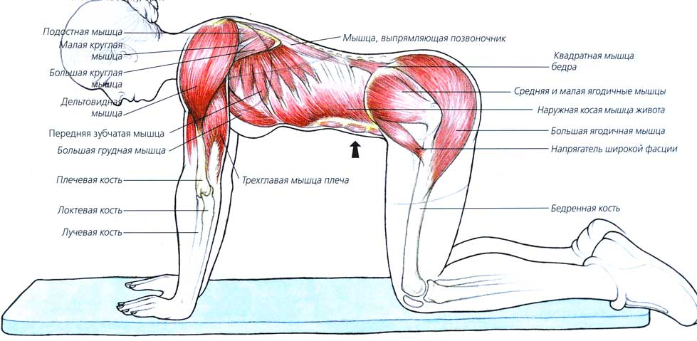 Влияние на мускулатуру