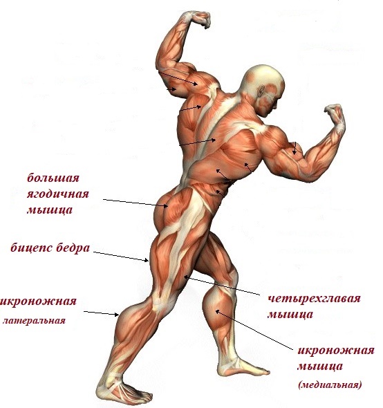 анатомия мышц